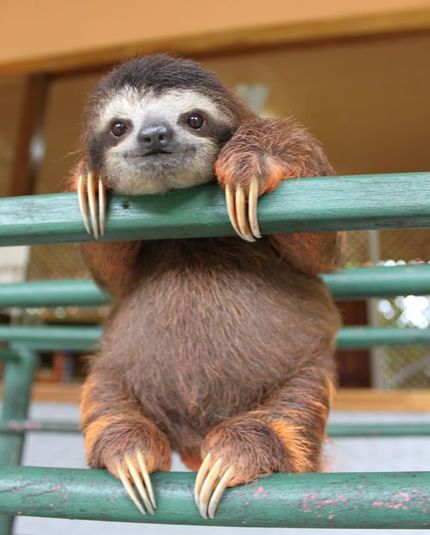 Baby Sloth from Sloth Sanctuary 1.jpg