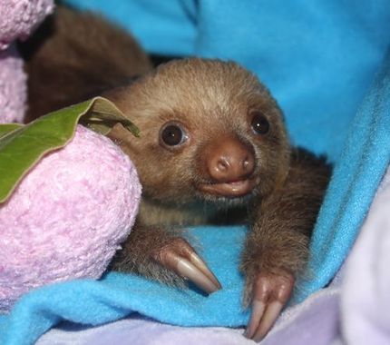 Baby Sloth from Sloth Sanctuary 2.jpg
