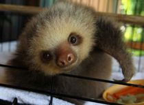 Baby Sloth from Sloth Sanctuary 3.jpg