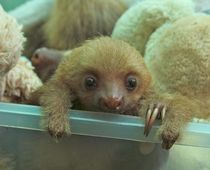 Baby Sloth from Sloth Sanctuary 4.jpg