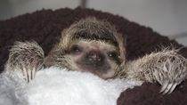 Baby Sloth from Sloth Sanctuary 5.jpg