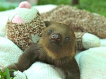 Baby Sloth from Sloth Sanctuary 8.jpg