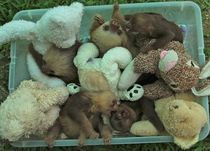 Bucket of Baby Sloths.jpg